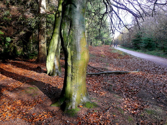 Wet beech bark